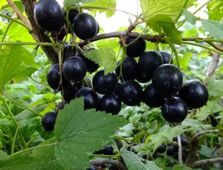 Смородина Добрыня (Dobrynya) - низкорослый сорт с крупными ягодами для ручного сбора