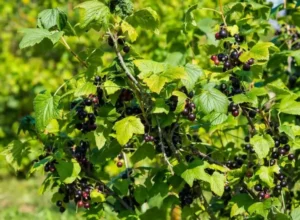 Смородина Экзотика (Exotic) - ранняя смородина с особенно крупной ягодой и насыщенным вкусом