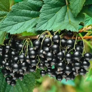 Смородина Гоферт (Gofert) - один из самых популярных польских сортов для переработки