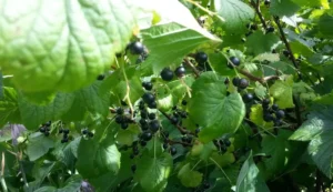 Смородина Гросс (Gross ) - сорт с высокой урожайностью и стабильным плодоношением