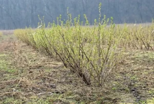 Смородина Гросс (Gross ) - сорт с высокой урожайностью и стабильным плодоношением