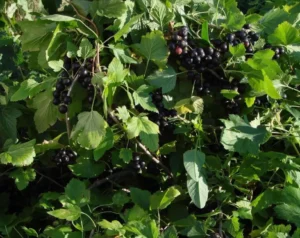 Смородина Гулливер (Gulliver) - сорт с высокой урожайностью и устойчивостью к погодным стрессам