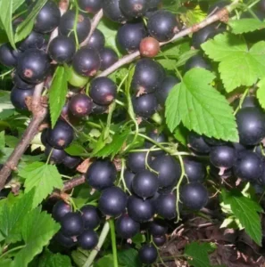 Смородина Гулливер (Gulliver) - сорт с высокой урожайностью и устойчивостью к погодным стрессам