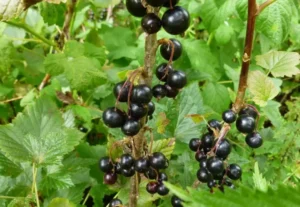 Смородина Изюмная (Raisin) - сорт смородины с необычно сладким вкусом и ароматом изюма