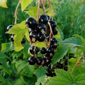 Смородина Изюмная (Raisin) - сорт смородины с необычно сладким вкусом и ароматом изюма