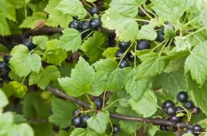 Смородина Изюмная (Raisin) - сорт смородины с необычно сладким вкусом и ароматом изюма