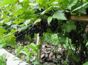 Смородина Изюмная (Raisin) - сорт смородины с необычно сладким вкусом и ароматом изюма