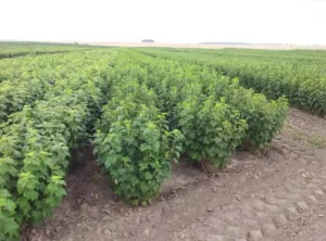 Смородина Ojebyn