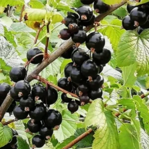 Смородина Ores (Орес) - ранний сорт с высокой устойчивостью к вредителям и болезням