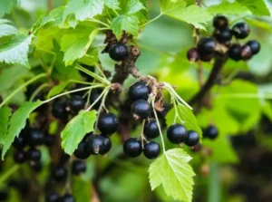 Смородина Ores (Орес) - ранний сорт с высокой устойчивостью к вредителям и болезням