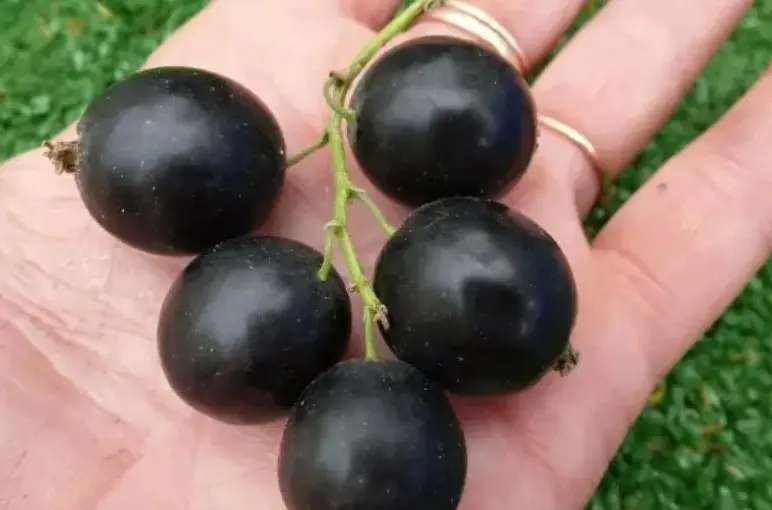 Смородина Ores