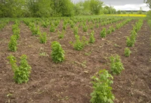 Смородина Поларес