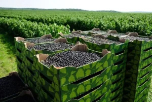 Смородина Поларес