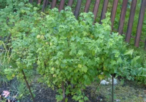 Смородина Поларес (Polares ) - польский сорт с компактным ростом и отличной транспортабельностью