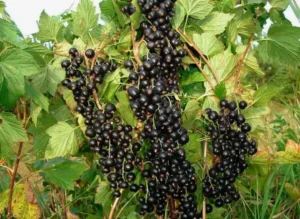 Смородина Поларес (Polares ) - польский сорт с компактным ростом и отличной транспортабельностью