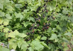 Смородина Поларес (Polares ) - польский сорт с компактным ростом и отличной транспортабельностью