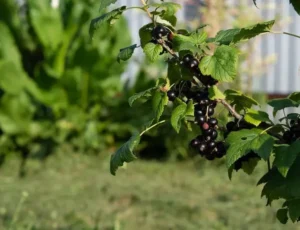 Смородина Рубен