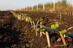 Смородина Рубен