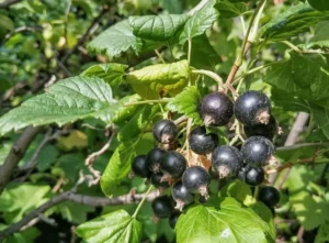 Смородина селеченская ‑ одна из лучших российских смородин — крупная, сладкая и устойчивая