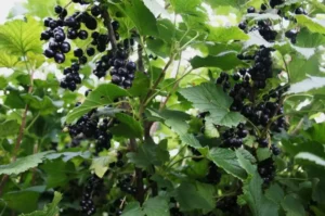 Смородина селеченская ‑ одна из лучших российских смородин — крупная, сладкая и устойчивая