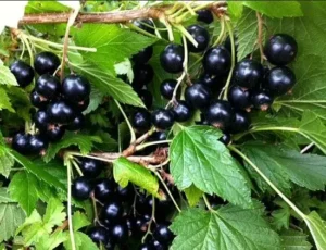 Смородина Tiben