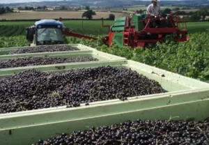 Смородина Tiben