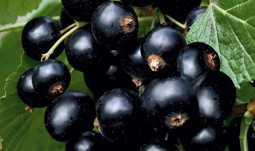 Смородина Tiben (Tiben) - промышленный сорт с устойчивостью к болезням и равномерным созреванием