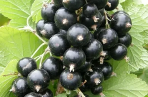 Смородина Тихоуп (Tihope) - современный сорт с высоким содержанием витамина C и антоцианов