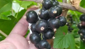 Смородина Тихоуп (Tihope) - современный сорт с высоким содержанием витамина C и антоцианов