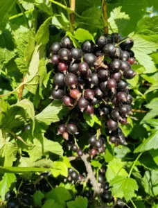 Смородина Tines (Тайнс) - сорт с прекрасным вкусом, подходящий для свежего потребления и переработки