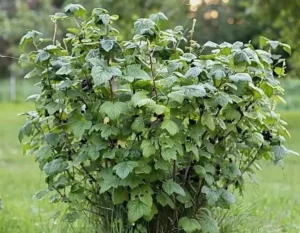 Смородина Tines (Тайнс) - сорт с прекрасным вкусом, подходящий для свежего потребления и переработки