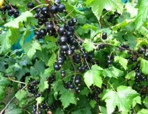 Смородина Тиромо