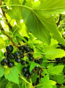 Смородина Titania