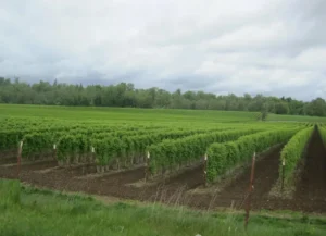 Смородина Titania