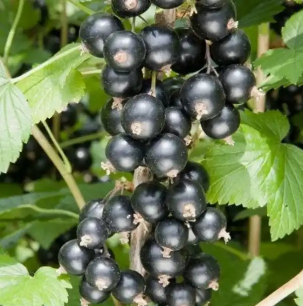 Смородина Titania (Титания) - шведский сорт с устойчивостью к мучнистой росе и крупными ягодами