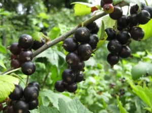 Смородина Забайкалочкa 