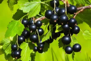 Смородина Забайкалочкa 