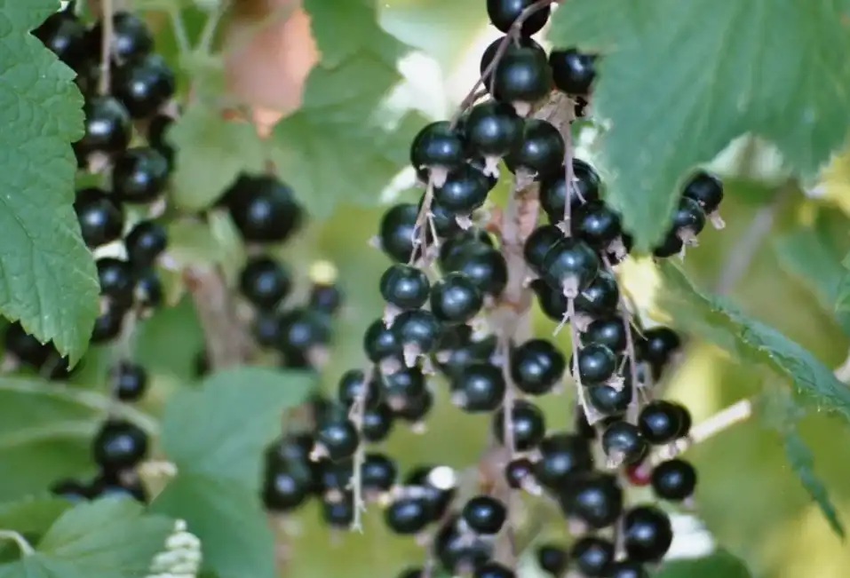 Смородина Ben Hope