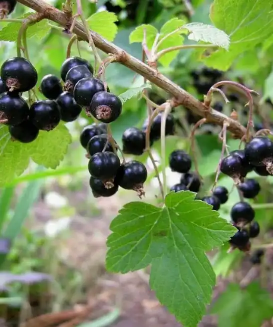 Смородина Ben Lomond