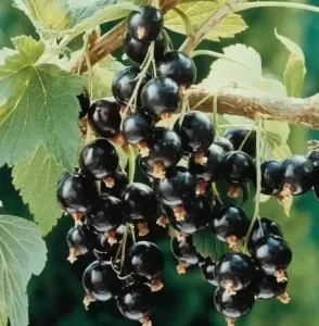 Сорт смородины Tisel