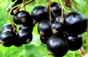 Сорт смородины Tisel