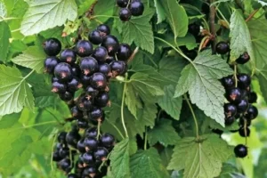 Сорт смородины Tisel (Tisel) - раннеспелый польский сорт с высокими урожаями и крупной ягодой