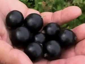 Сорт смородины Tulia 