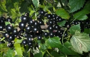 Сорт смородины Tulia 