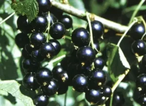 Сорт смородины Tulia 