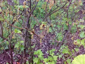 Столбур смородины