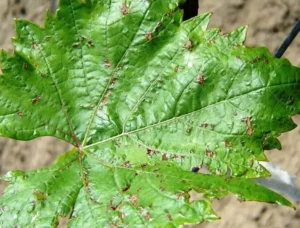 Столбур смородины