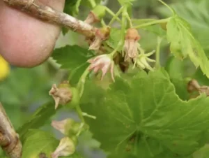 Столбур смородины