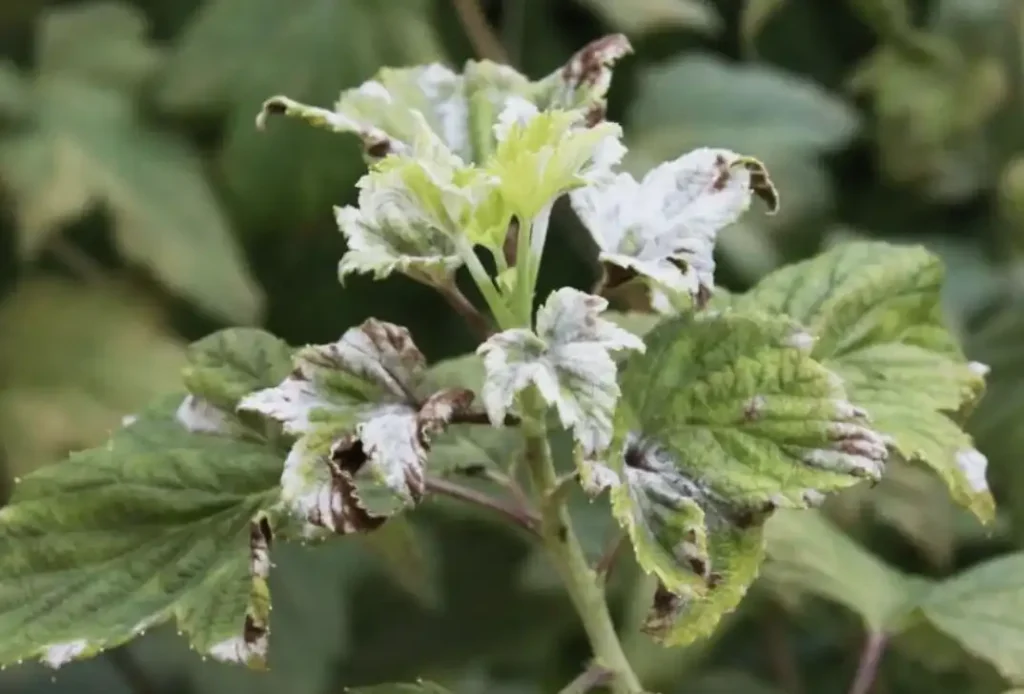 Столбур смородины - серьёзная вирусная угроза урожаю