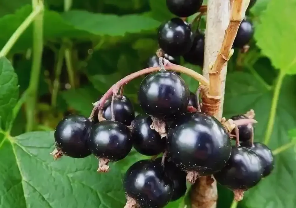 Tiben (Тибен) - морозостойкий сорт с устойчивостью к ржавчине и антракнозу